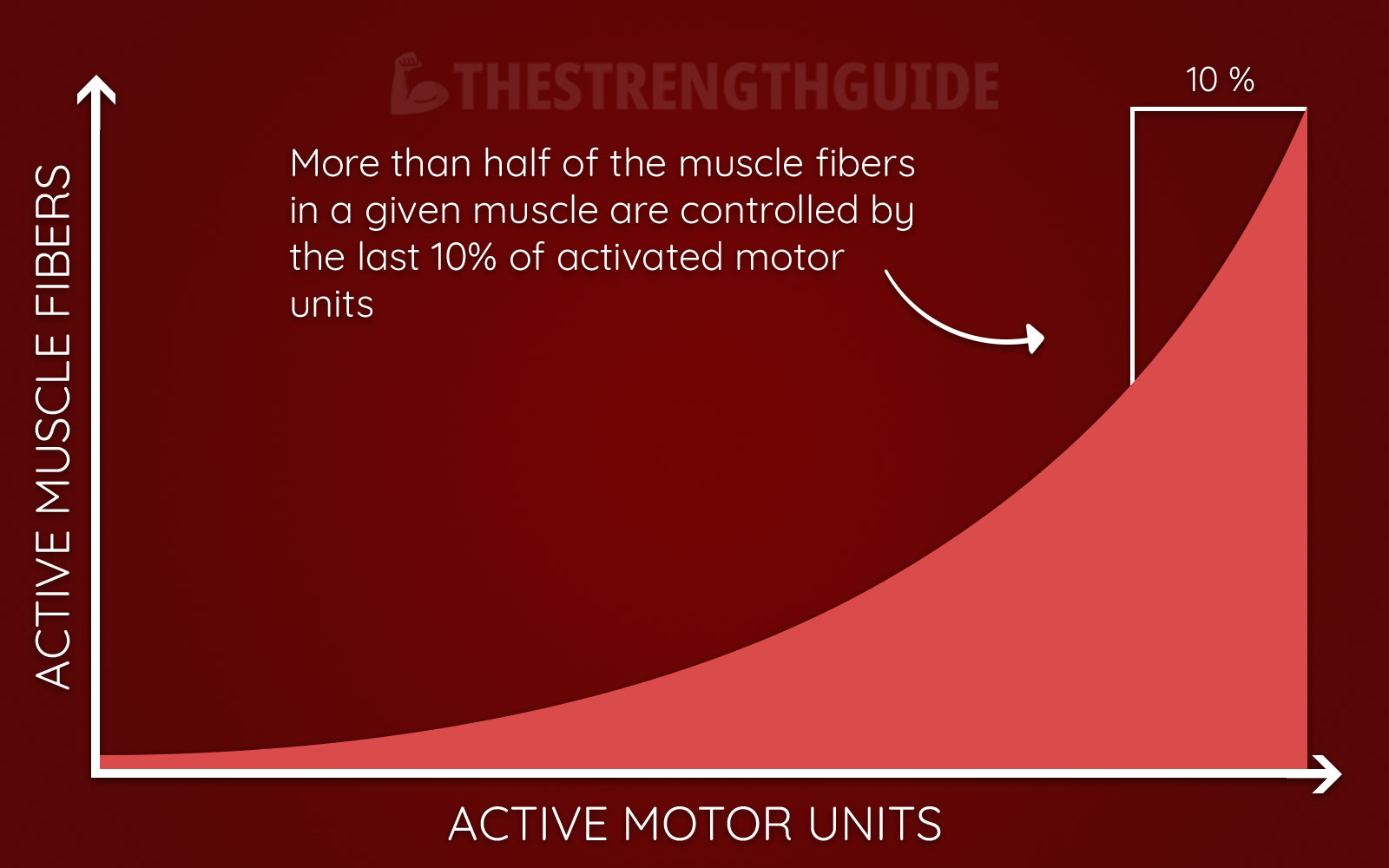 A graph showing the number of muscle fibers connected to active motor units in a muscle