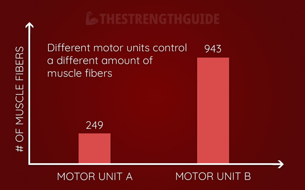 Graph showing that different motor units control a different amount of muscle fibers