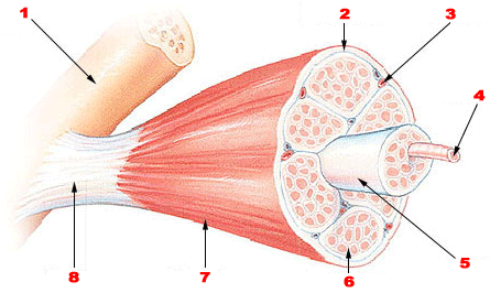 Illustration of muscle fibers inside a muscle