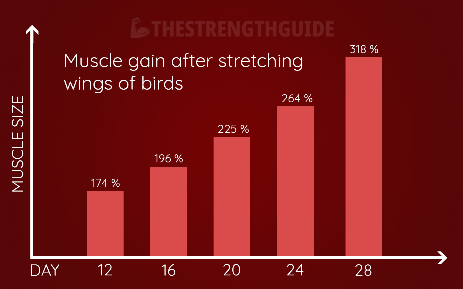 Illustration of muscle growth after stretching the wings of birds
