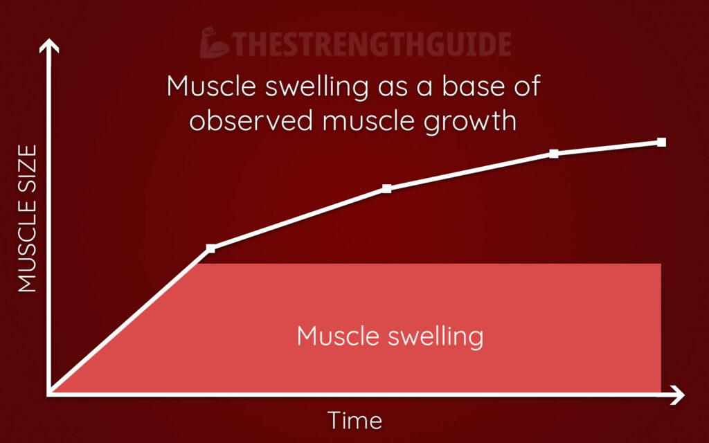 Illustration of muscle swelling at the base of observed muscle growth